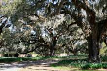 brookgreen gardens